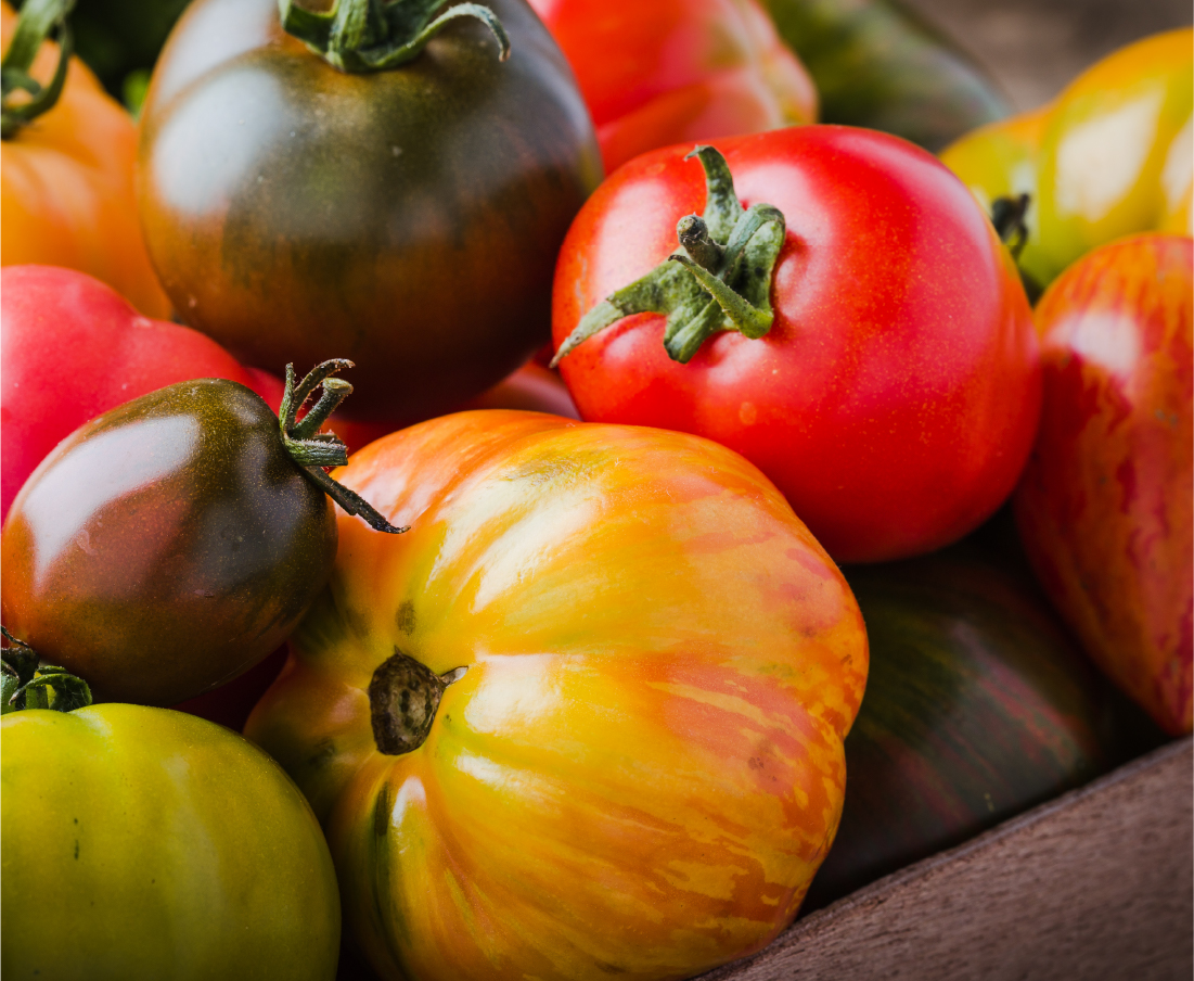 Asset 6-100 tomatoes