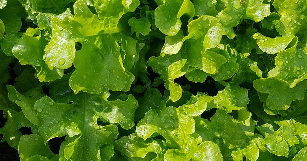 lettuce