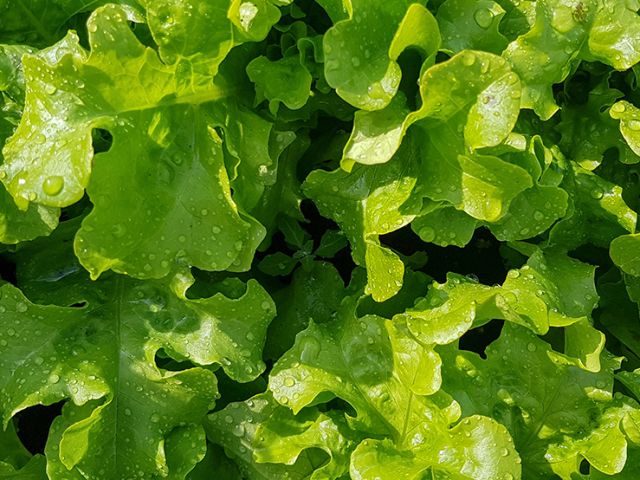 lettuce