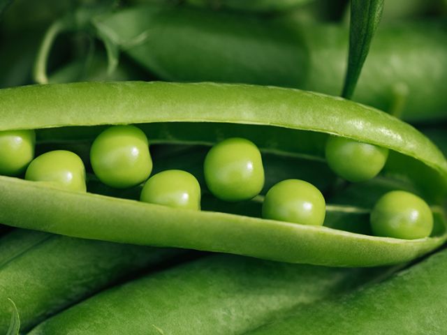 pea