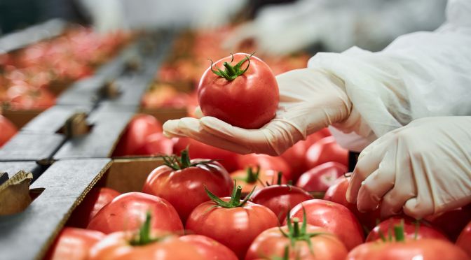 Worker in latex gloves inspecting a red tomato