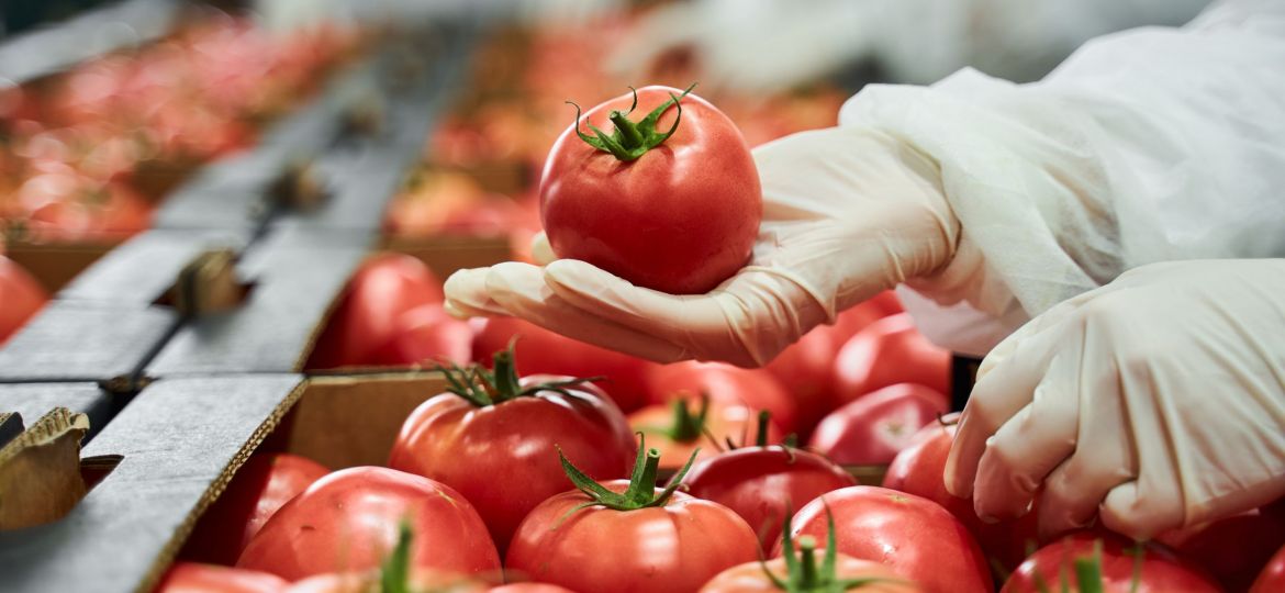 Worker in latex gloves inspecting a red tomato