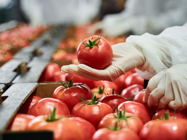 Worker in latex gloves inspecting a red tomato