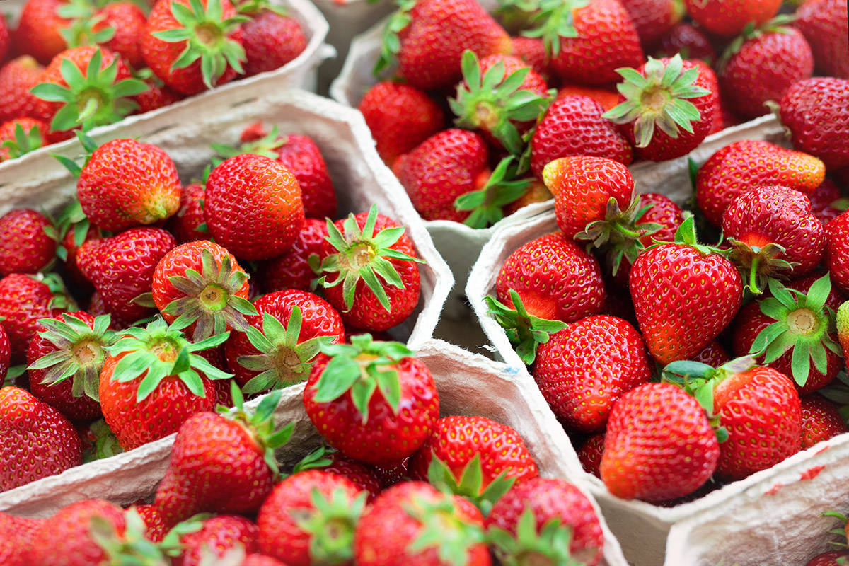 Red ripe juice fresh organic strawberry packed in eco friendly paper cardboard boxed at wholesale storage market for transportation and shipping export and import. Nutritious healthy berry diet food