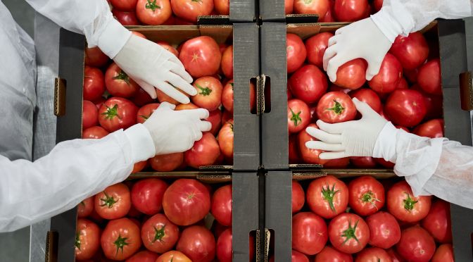 tomato